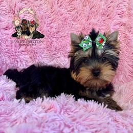 Cali - Black and tan female Yorkshire Terrier puppy in Statesboro, Georgia from Harrington Yorkies