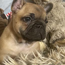 French Bulldog Puppies from Beloved Frenchies
