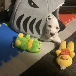 Dalmatian Puppies from Alofa Dalmatians