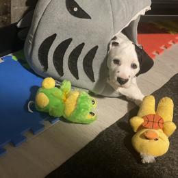 Dalmatian Puppies from Alofa Dalmatians