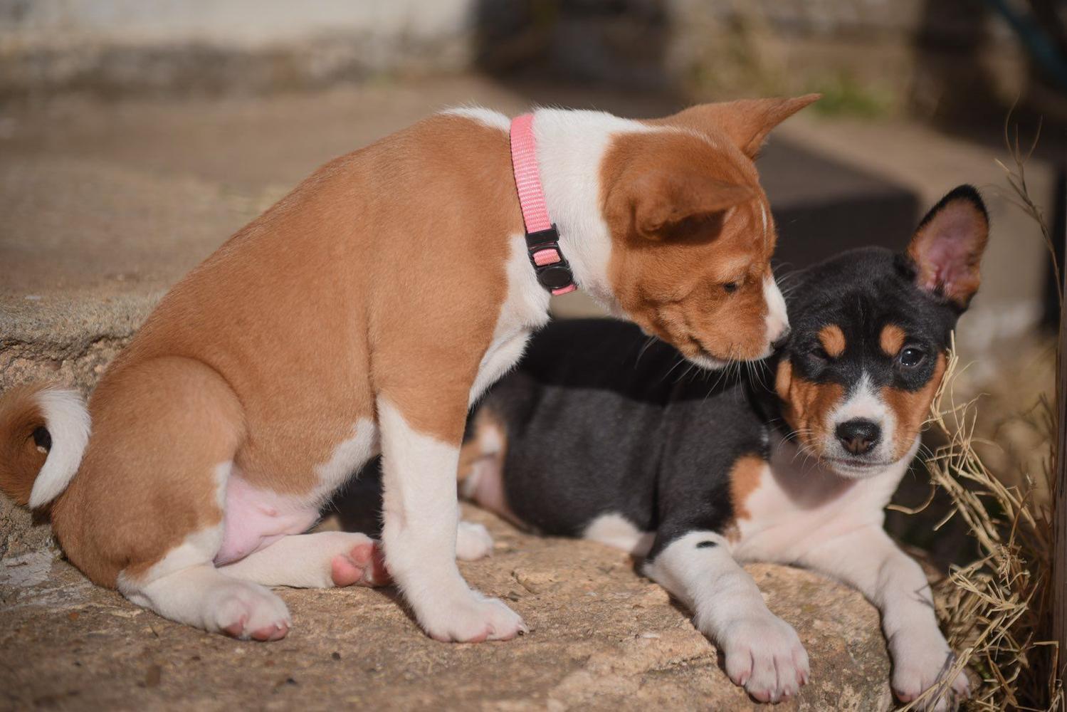 Basenji puppies playing
