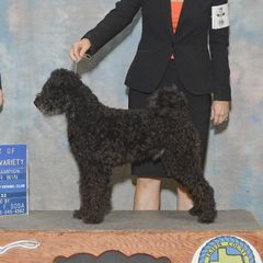 Irwin - Pumi