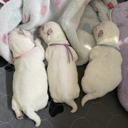 West Highland White Terrier puppies from Sand Dollar Westies of Delaware