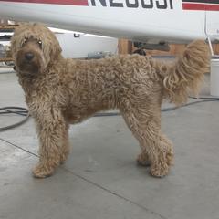 Australian Labradoodles and Double Doodles from Maid in Montana Australian Labradoodles