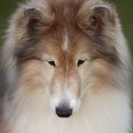 Shetland Sheepdogs from CUWIN Shelties