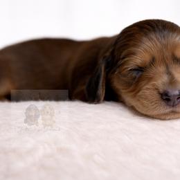 Claire - Dapple female Dachshund puppy in Goodyear, Arizona from D&C Royal Dachshunds LLC
