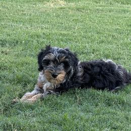 Boy 4 (sherbet) - Blue merle male Aussiedoodle puppy in Paradise, Texas from Diamond Z Poodles & Doodles