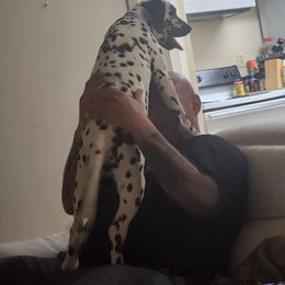 Dalmatian Puppies from America's Dalmatian Friends