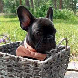French Bulldogs from Backwoods Frenchies