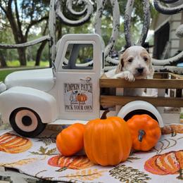 Snowy - Piebald female Dachshund puppy in Lady Lake, Florida from K Rae's Dachshunds