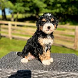 Violet - Tri-color female Bernedoodle puppy in Sugarcreek, Ohio from Cuddly Companion Doodles