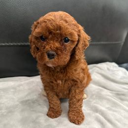 Girl 4 - Red female Cavapoo puppy in Knoxville, Tennessee from Shannan's Cavapoos