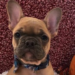 French Bulldogs from Willows French Bulldogs