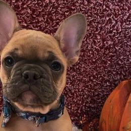 French Bulldogs from Willows French Bulldogs
