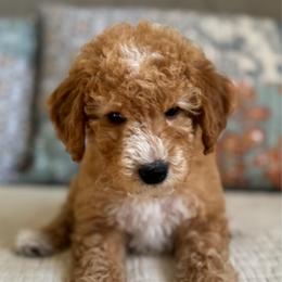 Biscuit-green - Apricot male Goldendoodle puppy in Beckley, West Virginia from By Design Doodles