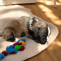 Boy black - Brindle male Boxer puppy in Marion, Montana from Serendipity's European Boxers
