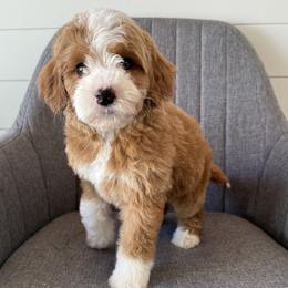 Heart - Red  female Goldendoodle puppy in Clinton, Utah from Golden Law Kennels