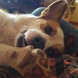 American Corgi, Cardigan Welsh Corgi, and Pembroke Welsh Corgi Puppies from Enok Corgis