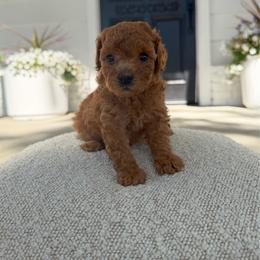 Wendy - Apricot female Assorted Doodle Crosses puppy in Marysville, California from Dailey Doodles and Dachshunds