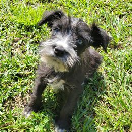 Miniature Schnauzers from Joye Cantrell's Miniature Schnauzers