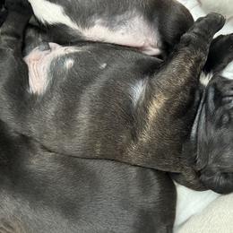 French Bulldog All Grown Up from Pipsters