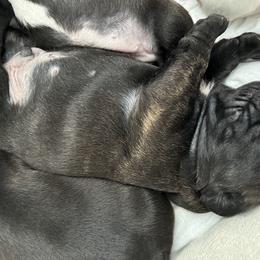French Bulldog All Grown Up from Pipsters