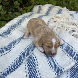 Cavapoo Puppies from Carolina Cavapoos
