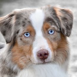 Dragonfly (Bug) - Miniature American Shepherd