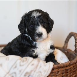 Oak - Tri-color male Bernedoodle puppy in Delta, Pennsylvania from KEE Bernedoodles