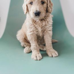 Goldendoodle, Labradoodle, and Poodle Puppies from Noble Friend Breeders LLC