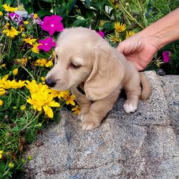Cooper - Cream male Dachshund puppy in Goshen, Indiana from Knollbrook Farm
