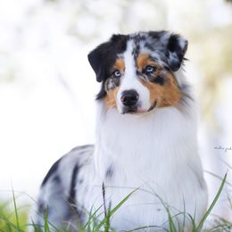 Pip - Australian Shepherd