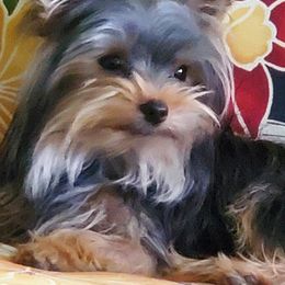 Yorkshire Terriers from Lone Star Yorkies Texas