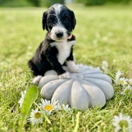 Goldendoodle Puppies from Daisys Doods