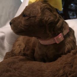 Poodle Puppies from Prissy Pants Poodles LLC