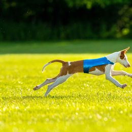 Ibizan Hound Puppies from Caim Hounds