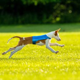 Ibizan Hound Puppies from Caim Hounds