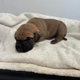 Gimlet - Fawn male Great Dane puppy in Marble Falls, Texas from Notorious Great Danes