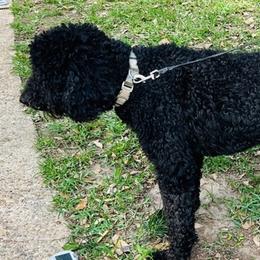 Max - Poodle