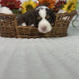 Eve - Tri-color female Bernedoodle puppy in Lehigh Acres, Florida from Little Golden Farm