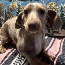 Macy - Dachshund