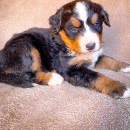 Bernedoodle, Bernese Mountain Dog, and Siberian Husky Puppies from Timberline Paws