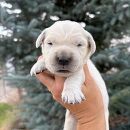 Girl 4 - Light golden female Golden Retriever puppy in Utah from Deseret Peak Goldens