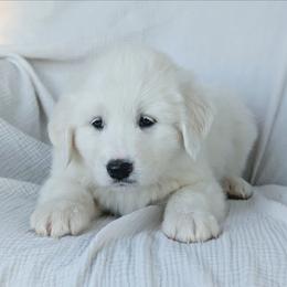 Girl 7 Lavender - White female Great Pyrenees puppy in Yakima, Washington from Naches Heights Ranch