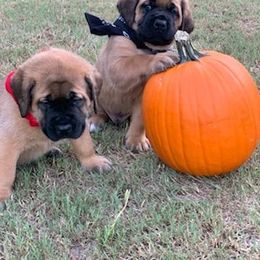 Mastiff Puppies from Red River Mastiff
