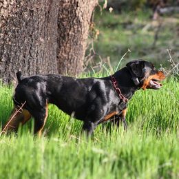 Rottweilers from De Los Rios Rottweilers