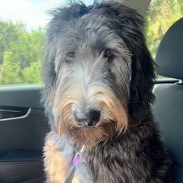 Millie - Bernedoodle