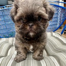 Wilbur - Blue male Shih Tzu puppy in Kettering, Ohio from LaDawn’s Little Lions