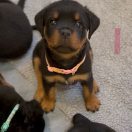 Light Pink collar - Black and mahogany female Rottweiler puppy in Birmingham, Alabama from K&B Rotts