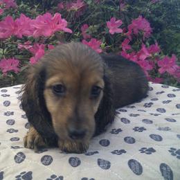 DBs Purcel Saraband (Sara) - Cream female Dachshund puppy in Summerfield, Florida from D & B Ranchette